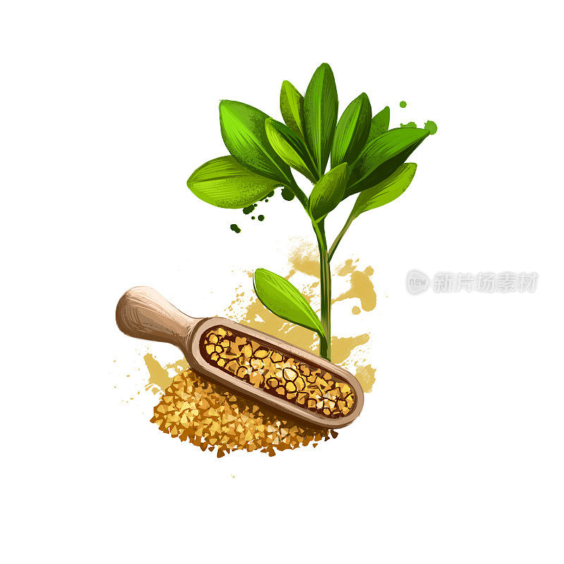 Methi -葫芦巴阿育吠陀草药数字艺术插图与文本隔离在白色。健康有机矿泉植物广泛应用于治疗、制备天然保健用途的药物。